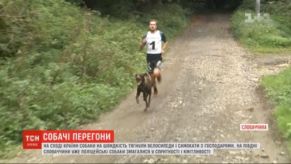 Собаки на скорость тянули велосипеды и самокаты вместе с хозяевами в Словакии