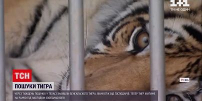Новости мира: в Техасе нашли тигра, которого супруги незаконно удерживали дома