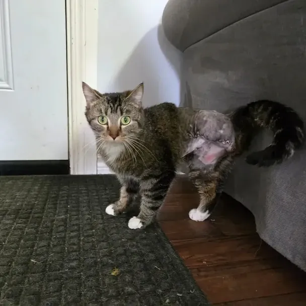 Кішка Бітсі. Фото: Furget Me Not Animal Rescue