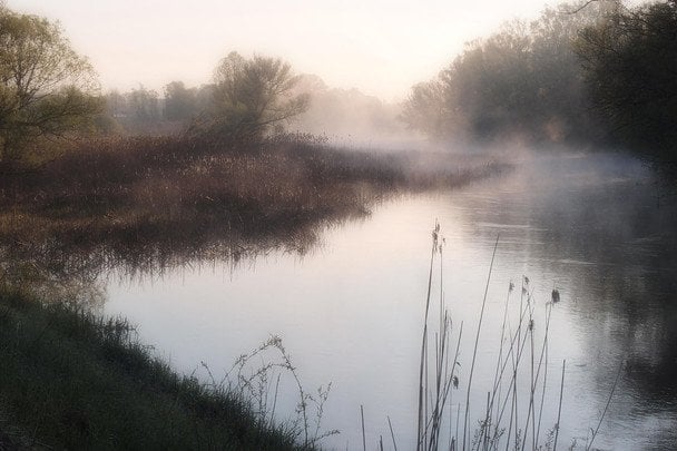 Не комиш і не очерет: дізнайтеся правильну назву рослини, яку кожен бачив біля води