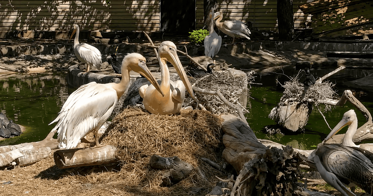 Рожеві пелікани в Одеському зоопарку