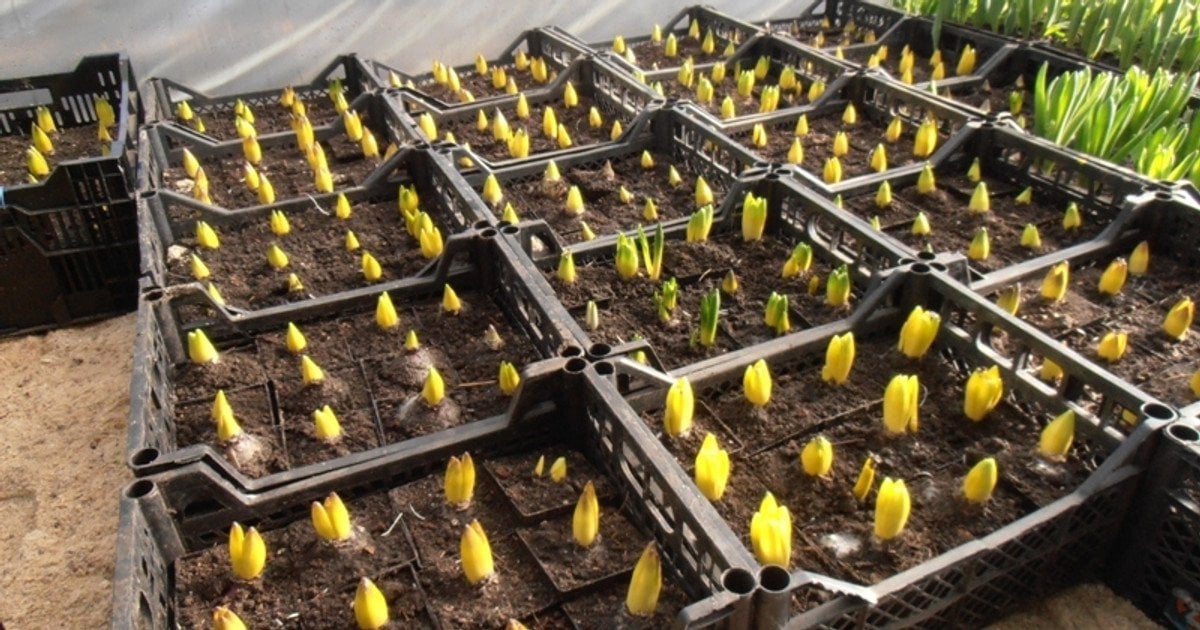 Выращивание тюльпанов