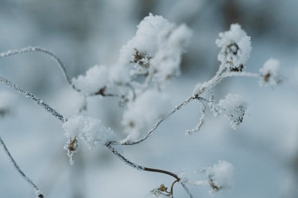 4 лютого в Україні святкують народне свято Миколи Студеного / © pexels.com