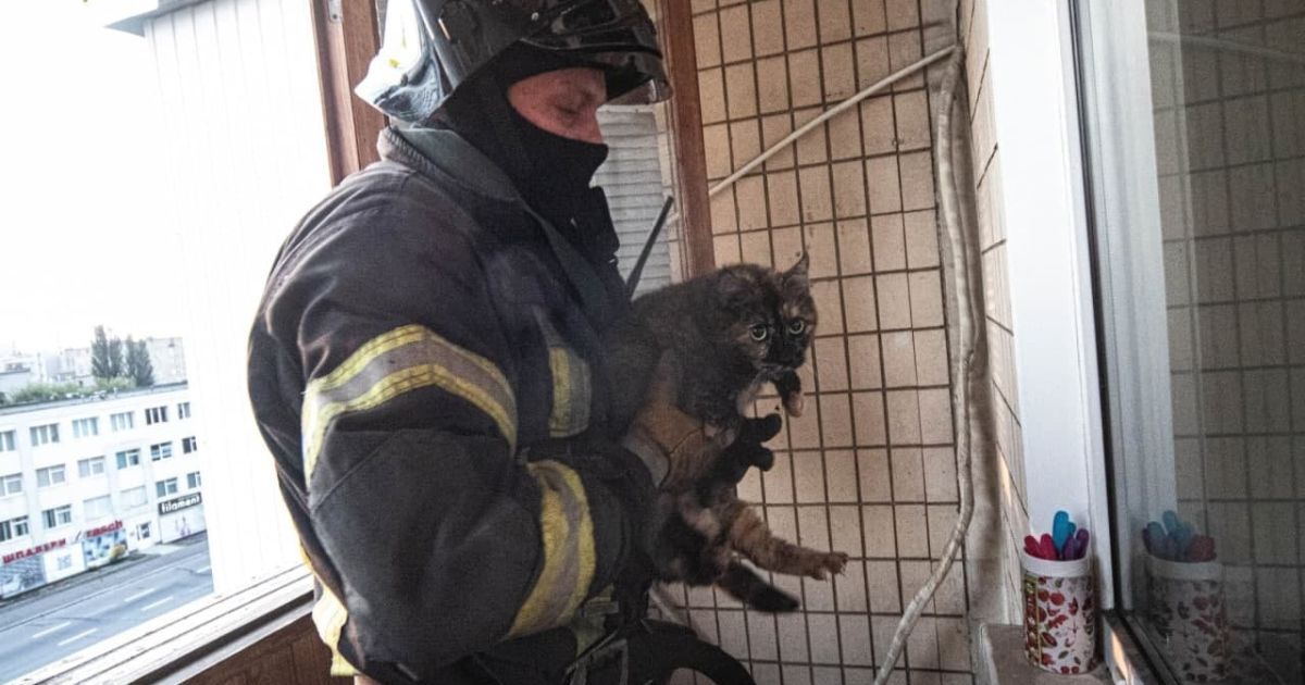У Києві вогнеборці врятували перелякану кішку з балкону, що горів / © Управління ДСНС Києва