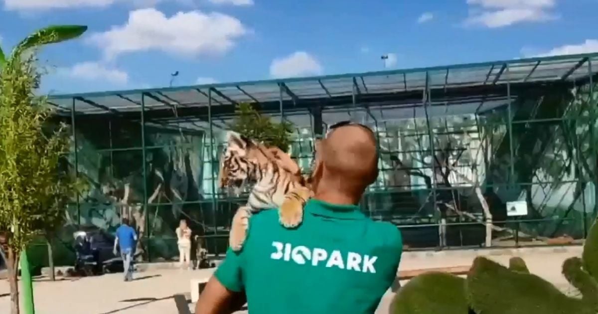 Одеситів обурила експлуатація маленького тигреняти для фото з туристами