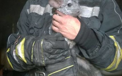 На Київщині пожежники врятували шиншил із охопленої вогнем квартири