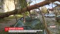 Поваленные деревья и большая вода: Германия оправляется от мощного удара урагана