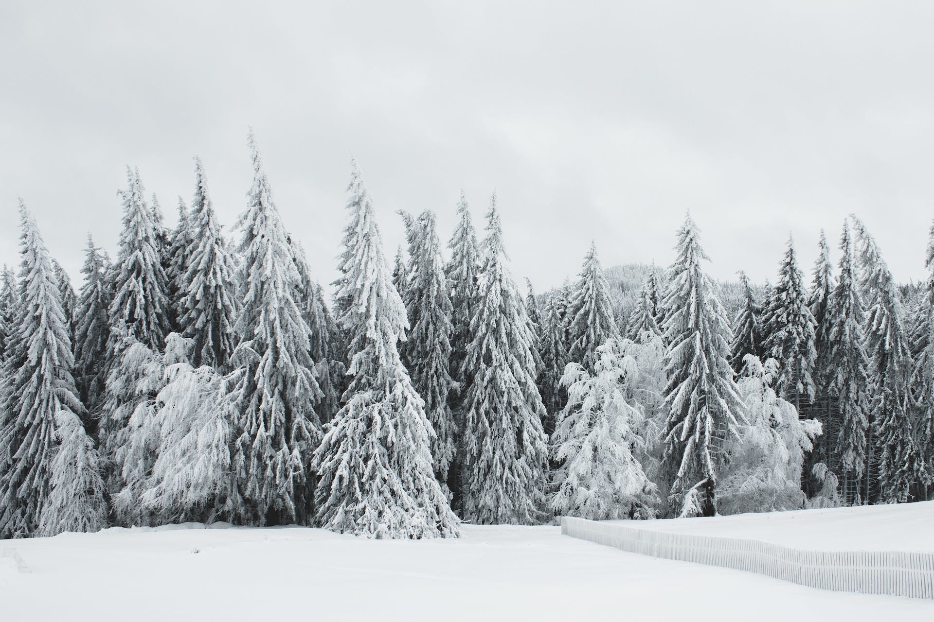 11 січня сильний мороз — буде хороший урожай ярових / © Pexels