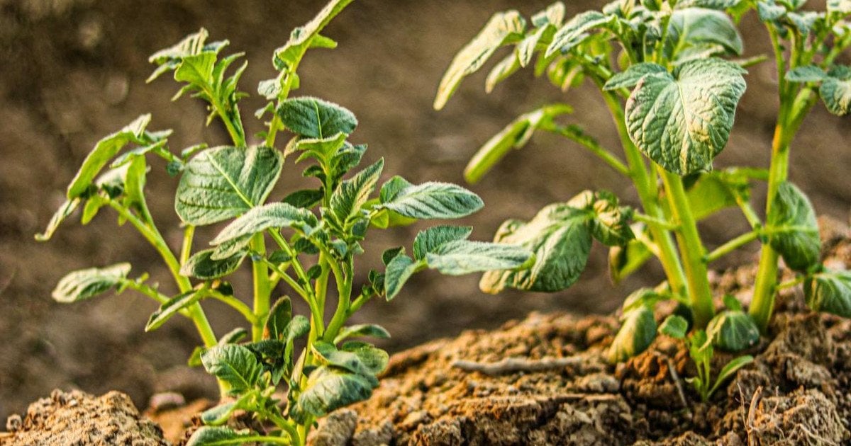 кільки років можна садити картоплю на одному місці