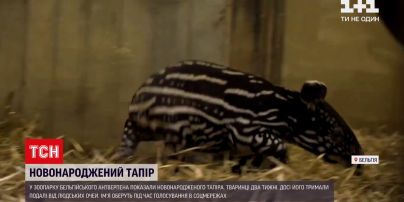 У антверпенському зоопарку показали новонародженого тапіра | Новини світу
