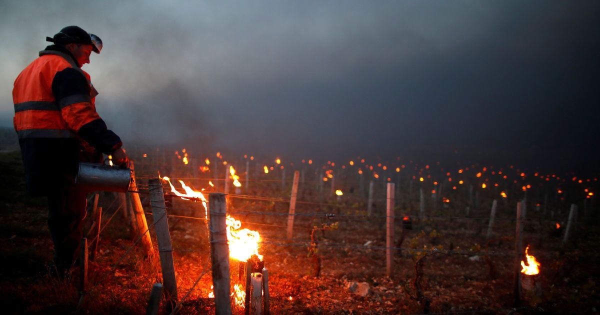 Виноград рятують від морозу / © Reuters