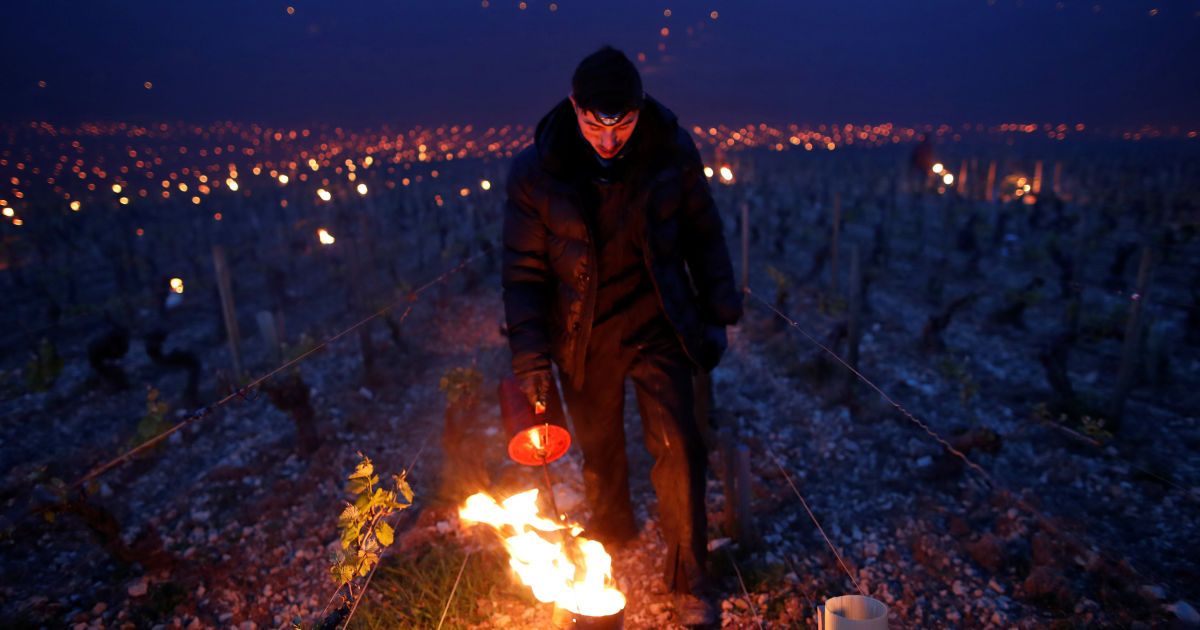 Виноград рятують від морозу / © Reuters