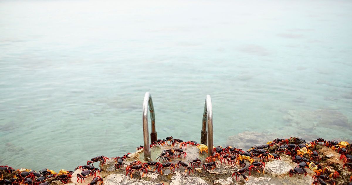 Краб,краби_13 / © Reuters