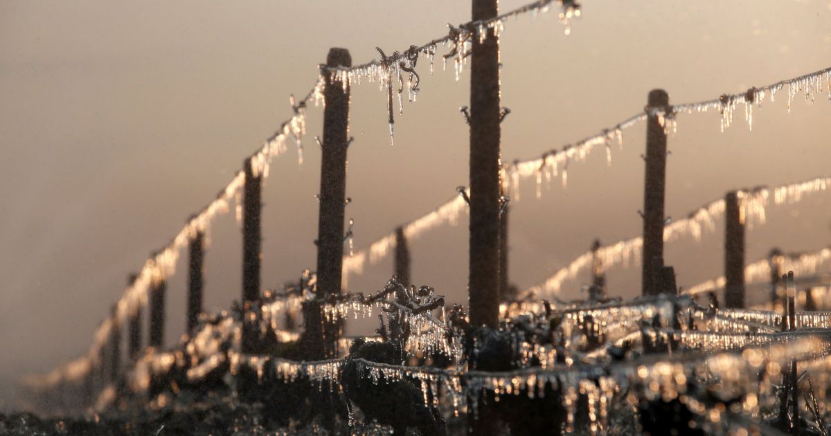 Виноград рятують від морозу / © Reuters