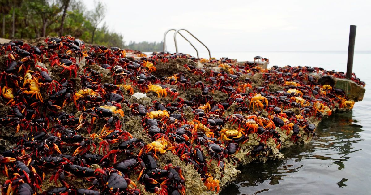 Краб,краби_18 / © Reuters