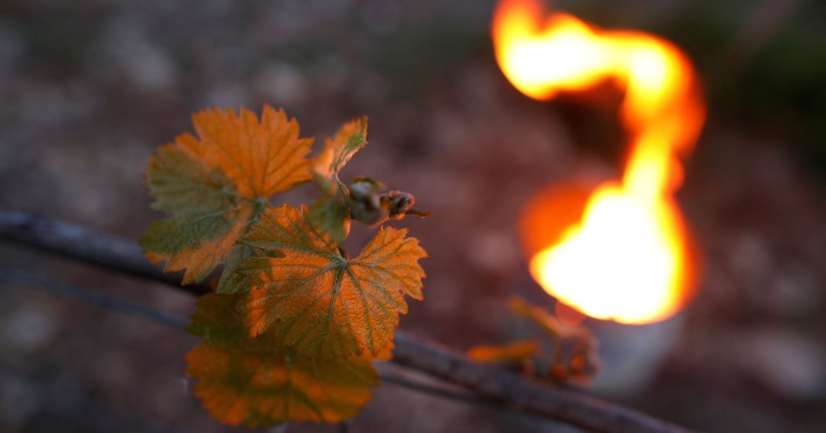 Виноград рятують від морозу / © Reuters