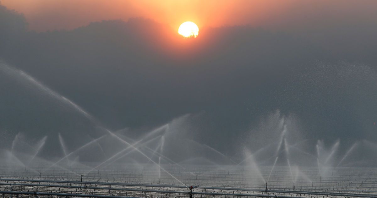 Виноград рятують від морозу / © Reuters