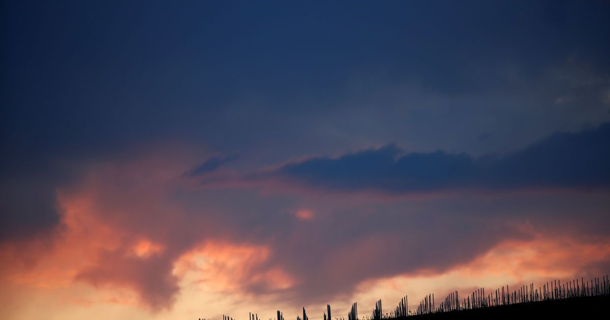 Виноград рятують від морозу / © Reuters