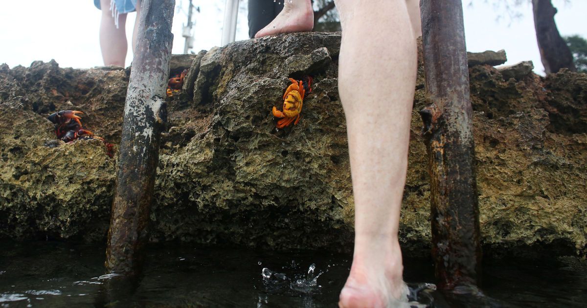 Краб,краби_6 / © Reuters