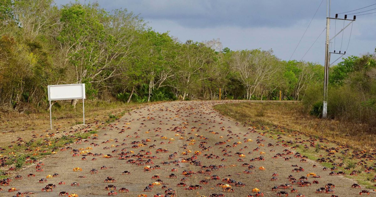 Краб,краби_9 / © Reuters
