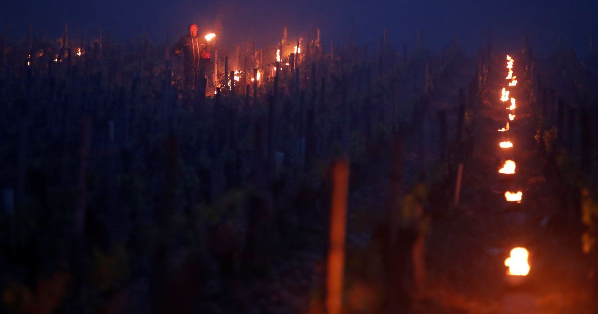 Виноград рятують від морозу / © Reuters