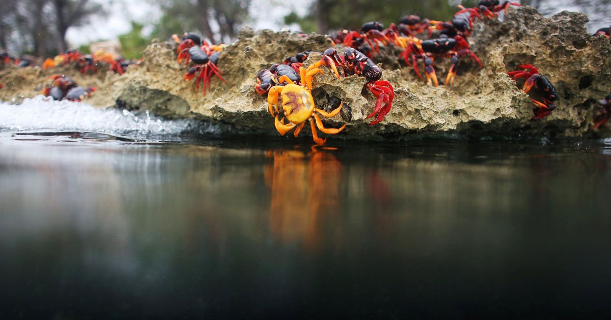 Краб,краби_7 / © Reuters