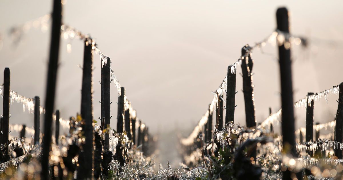 Виноград рятують від морозу / © Reuters