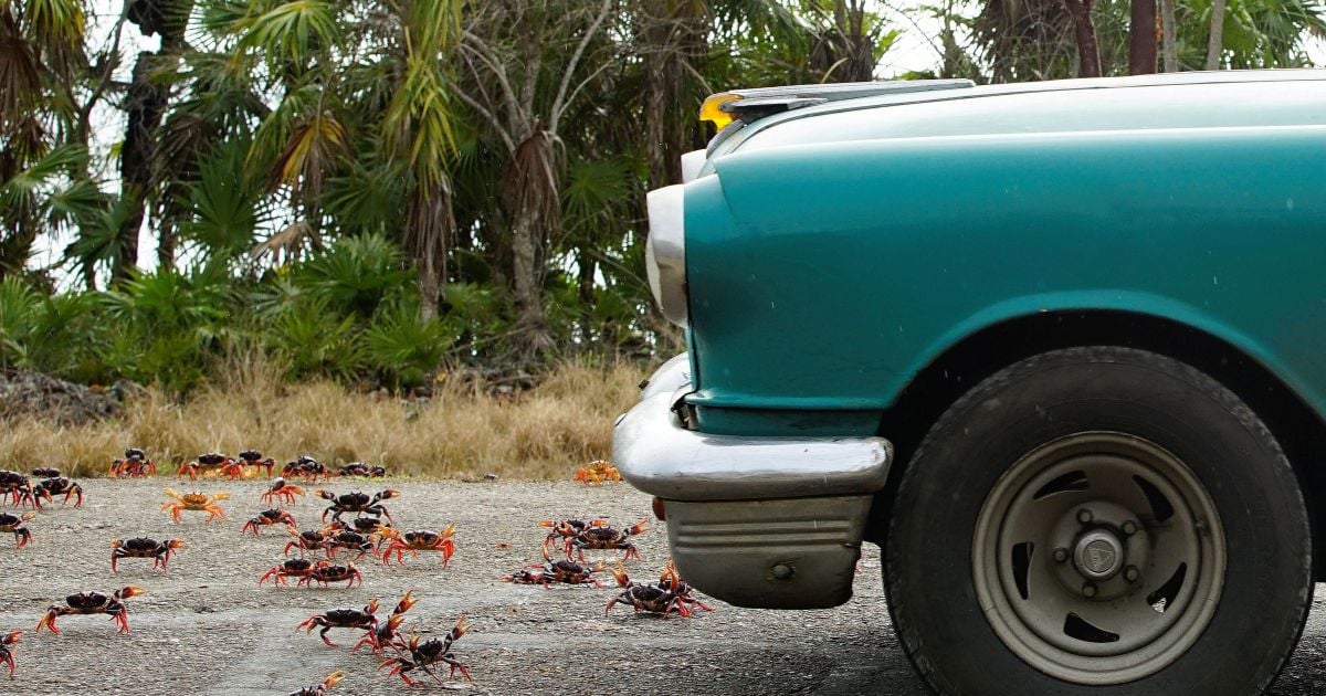 Краб,краби_2 / © Reuters