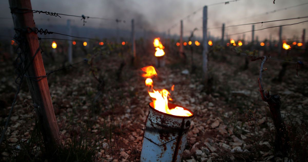 Виноград рятують від морозу / © Reuters