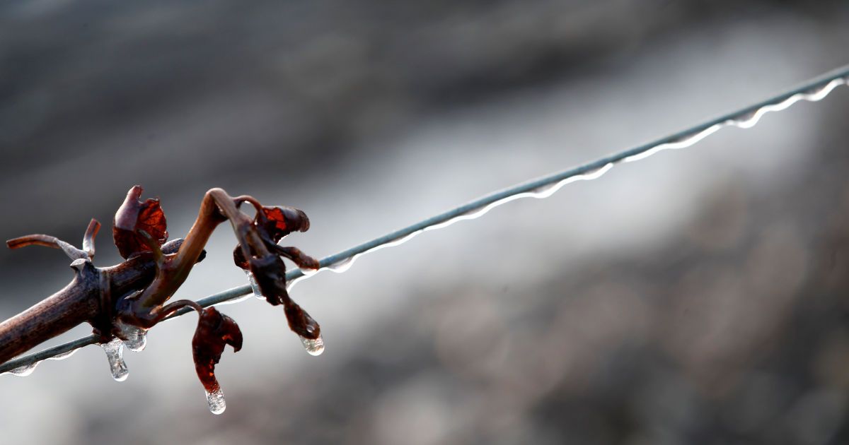 Виноград рятують від морозу / © Reuters