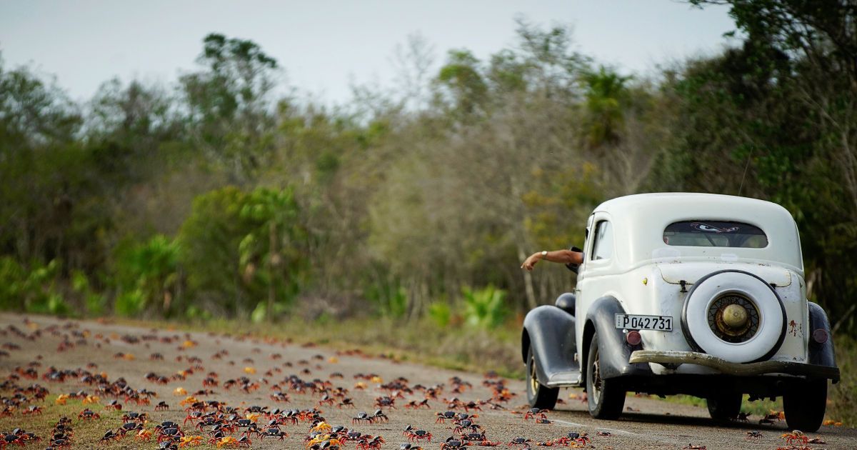 Краб,краби_10 / © Reuters