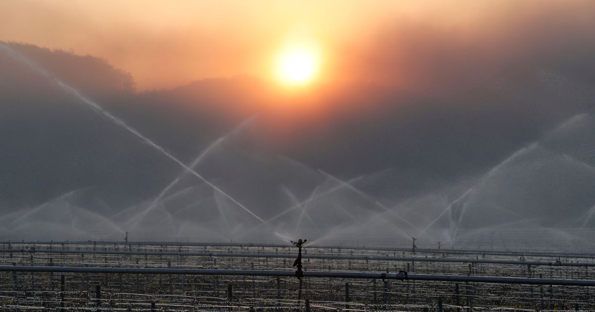 Виноград рятують від морозу / © Reuters