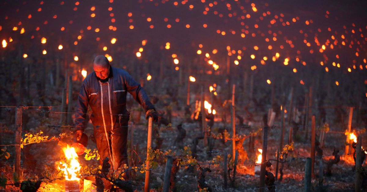 Виноград рятують від морозу / © Reuters