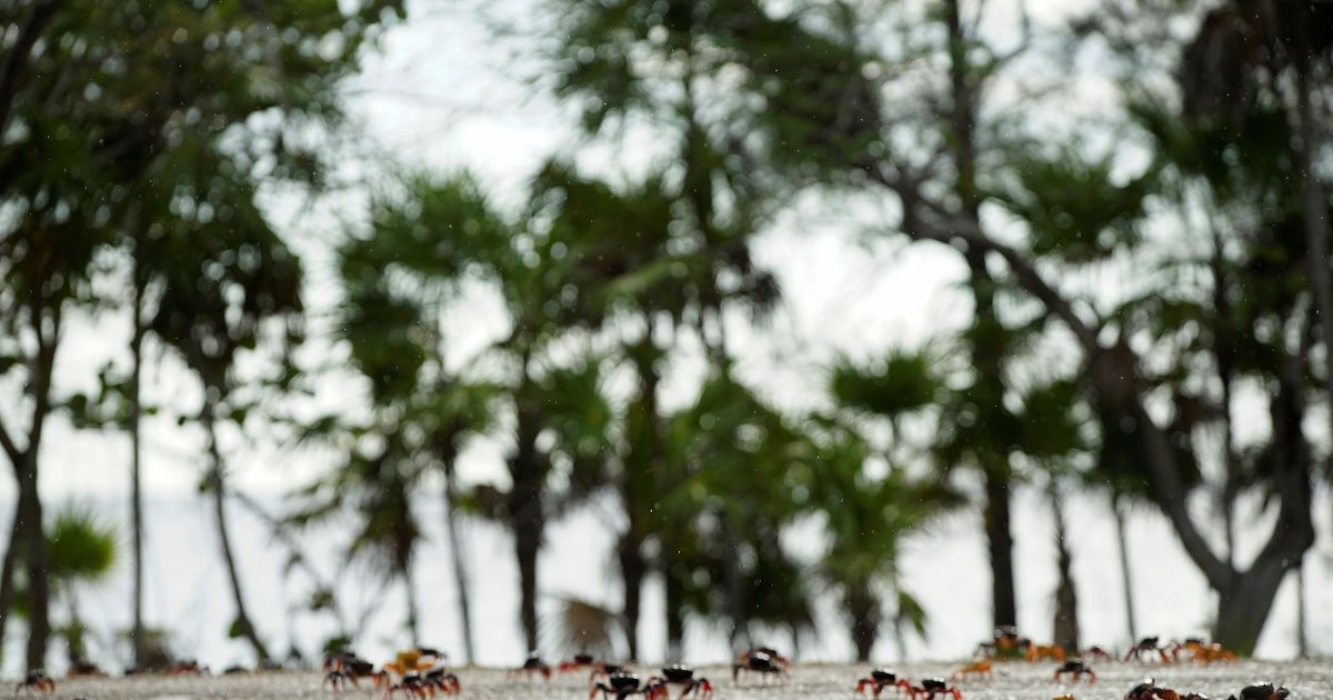 Краб,краби_16 / © Reuters