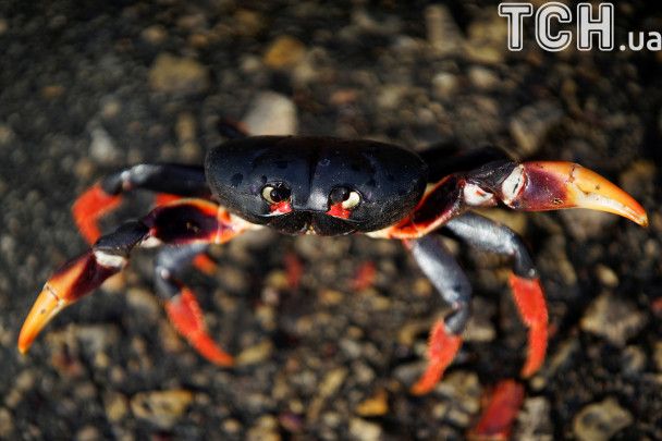 Чому краби ходять боком: вчені нарешті знайшли відповідь