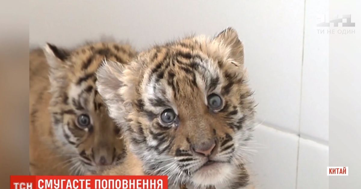 В китайском зоопарке опекают редких тигрят