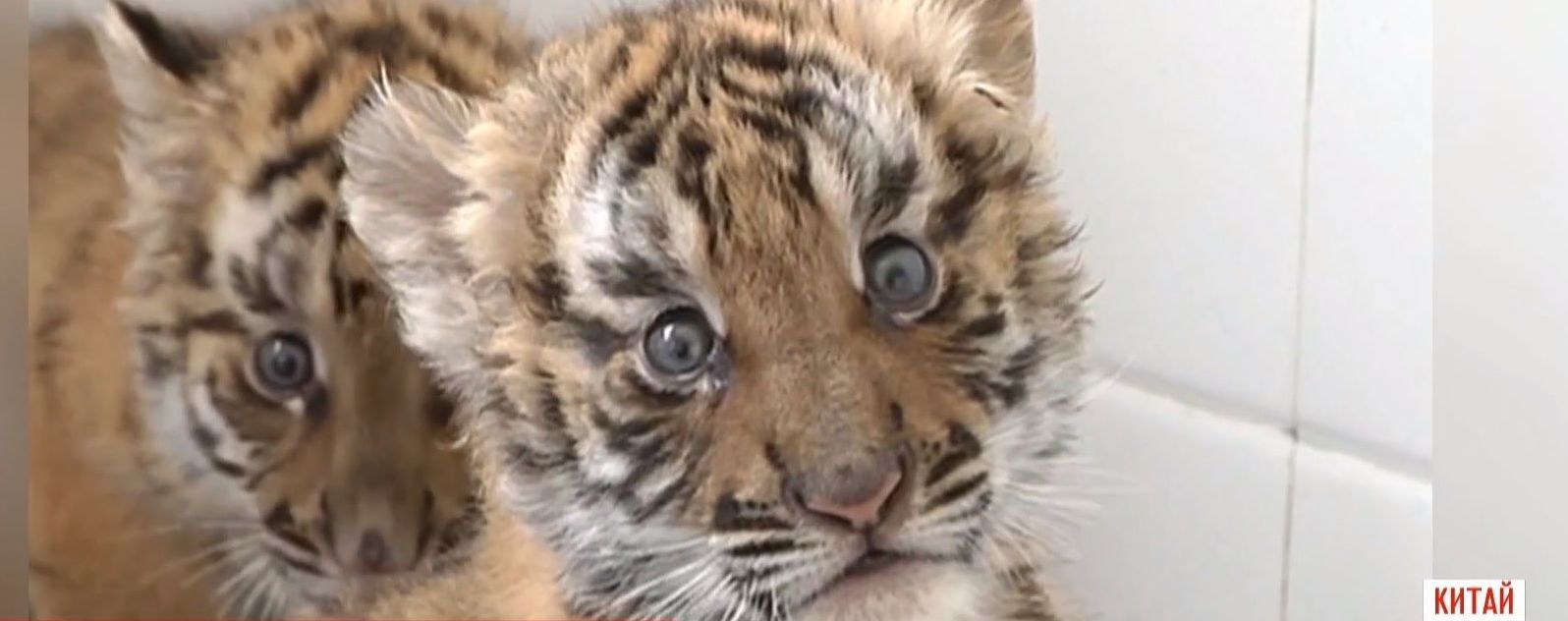 В китайском зоопарке опекают редких тигрят
