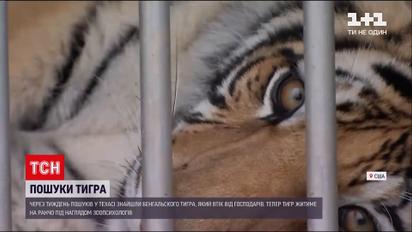 Новини світу: у Техасі знайшли тигра, якого подружжя незаконно утримувало вдома