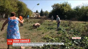 В селе на Полтавщине наняли профессионального ловца животных, чтобы поймать свиней-вредителей