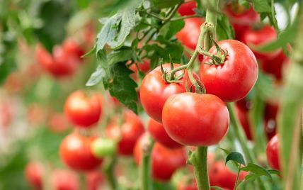 Чим корисні помідори та як впливають на наш організм