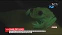 В Аргентине нашли уникального лягушонка, который меняет цвет под действием ультрафиолета