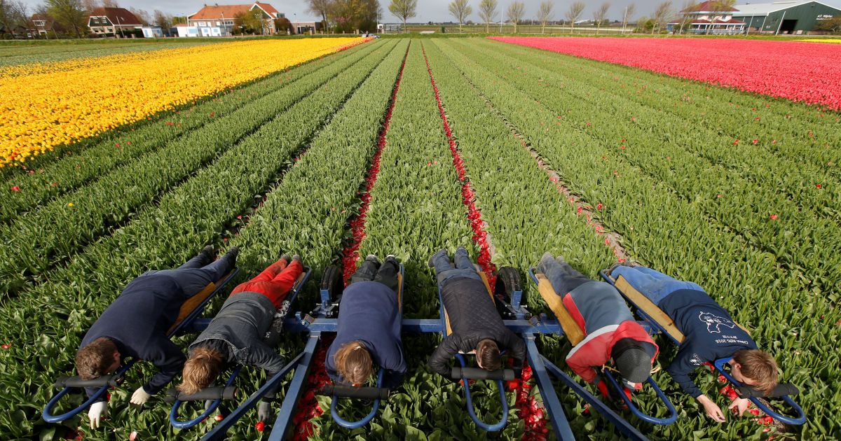 Тюльпани_2 / © Reuters