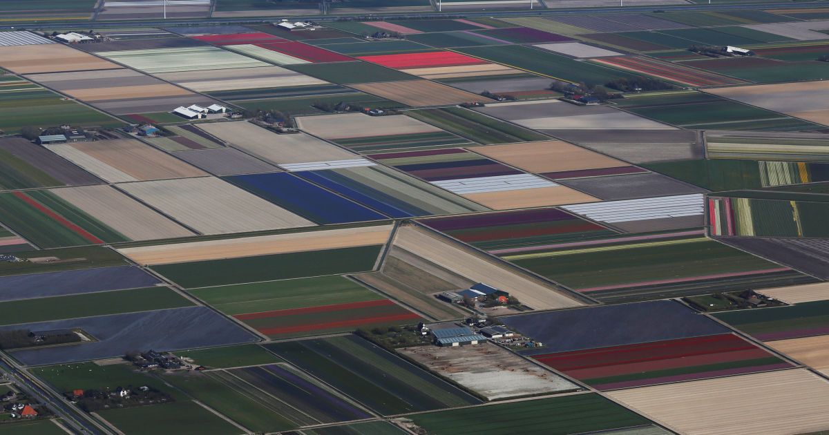 Тюльпани_13 / © Reuters