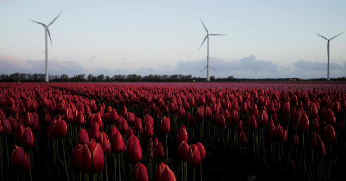 Тюльпани_5 / © Reuters