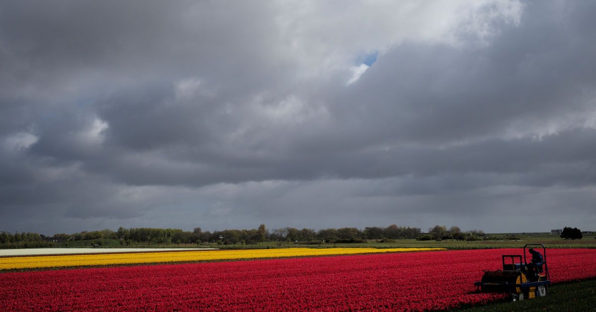 Тюльпани_6 / © Reuters