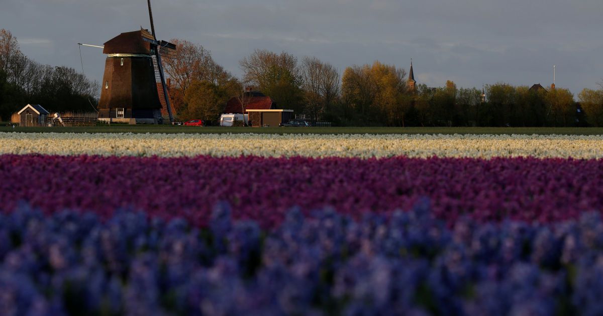 Тюльпани_8 / © Reuters