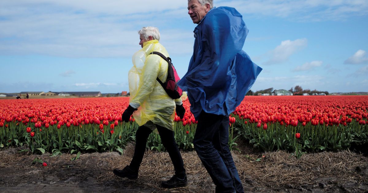 Тюльпани_15 / © Reuters