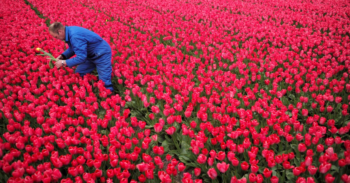 Тюльпани_9 / © Reuters