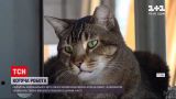 Новости мира: в Чикаго на работу начали устраивать кошек, чтобы те отлавливали мышей