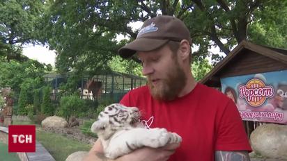 Милота в экопарке! Родились белые тигрята, рысята и енотики!